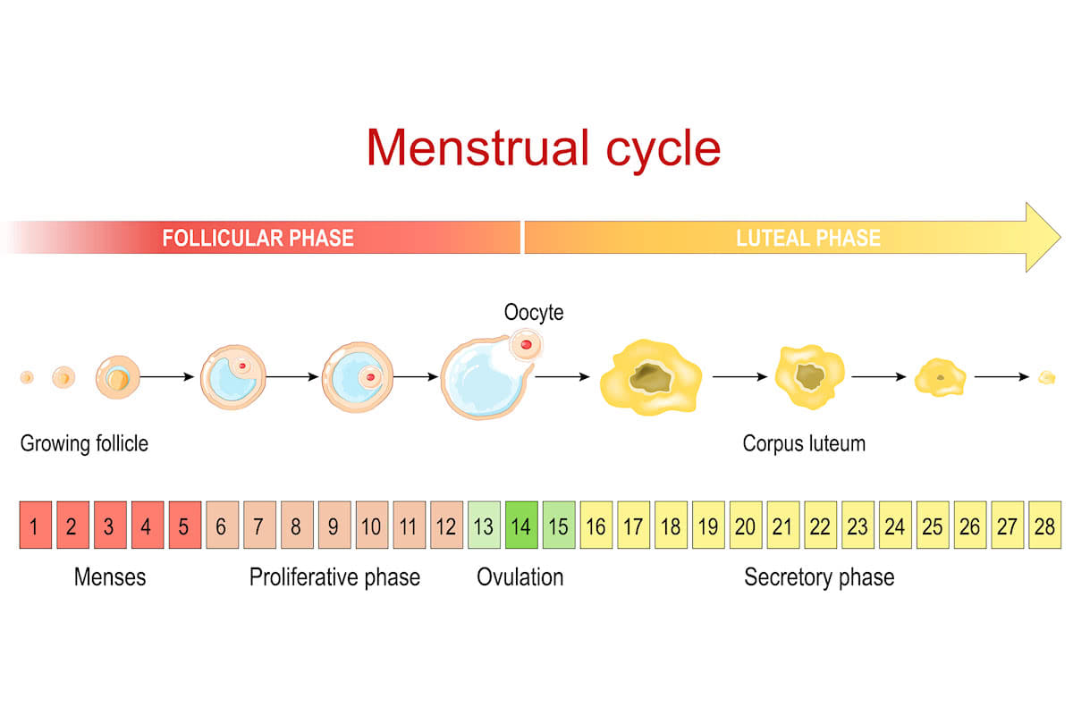 menstrual cycle